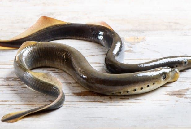 Sea lamprey numbers remain at historic lows  in Lakes Huron, Michigan and Ontario