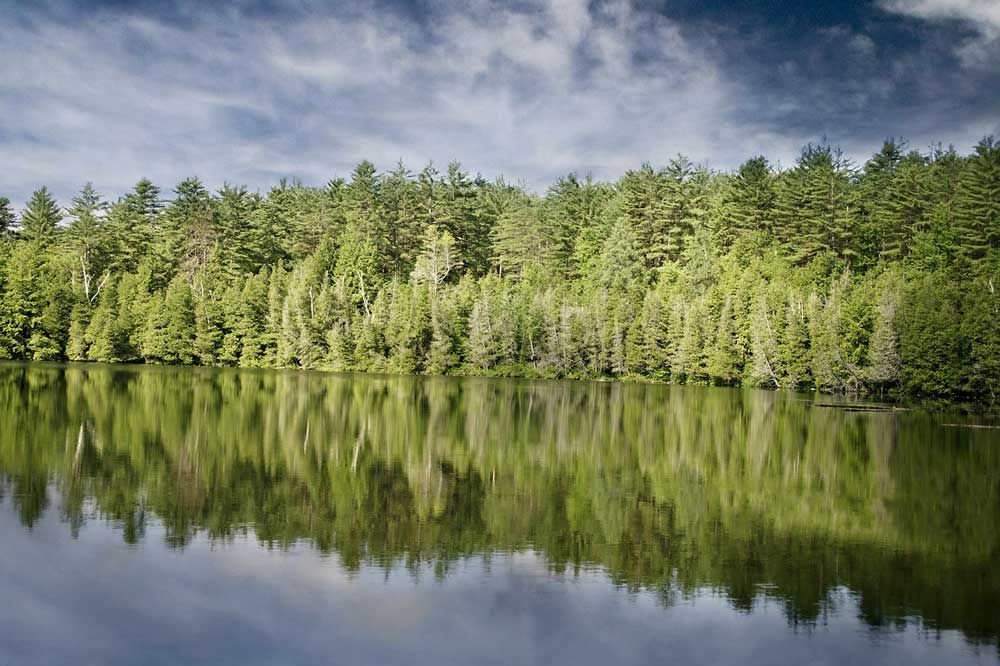 Nature Club seeks ‘Notable Trees’