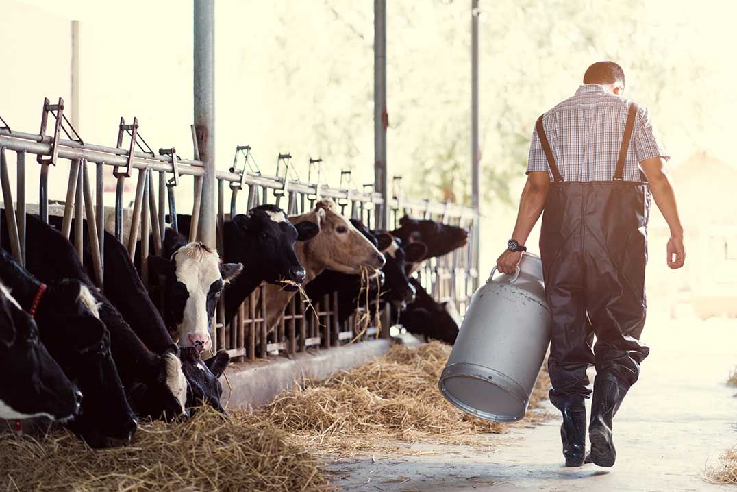 Young farmers group says  at least 20 younger people on  Manitoulin work at farming
