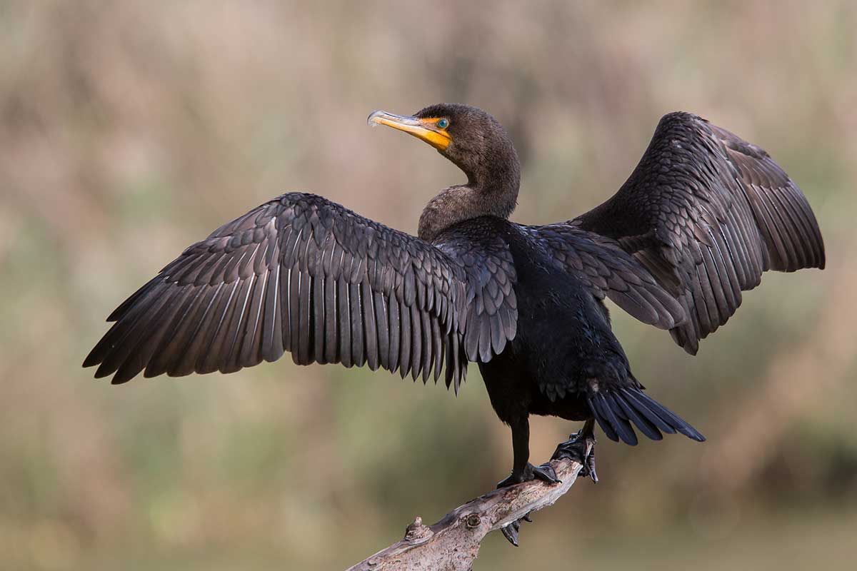 First step completed on a path to cormorant season