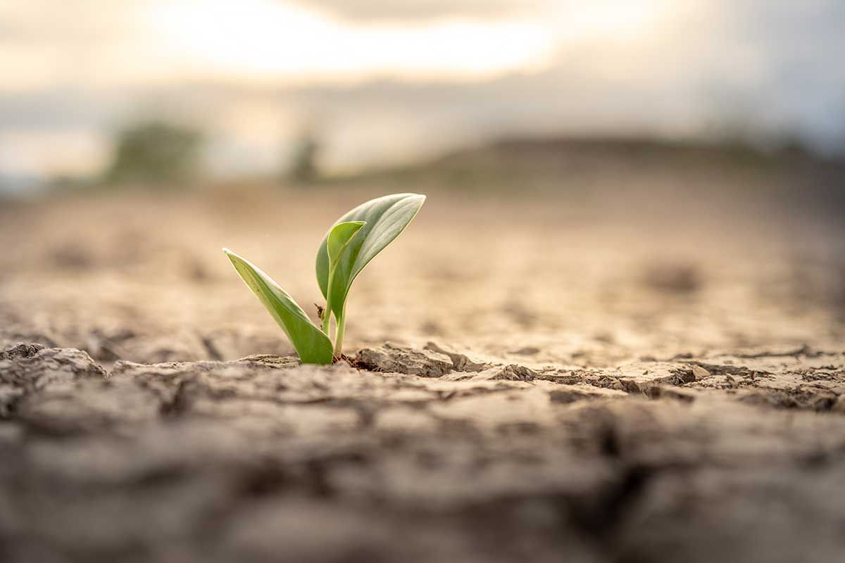 Drought funds will largely benefit western Ontario farms