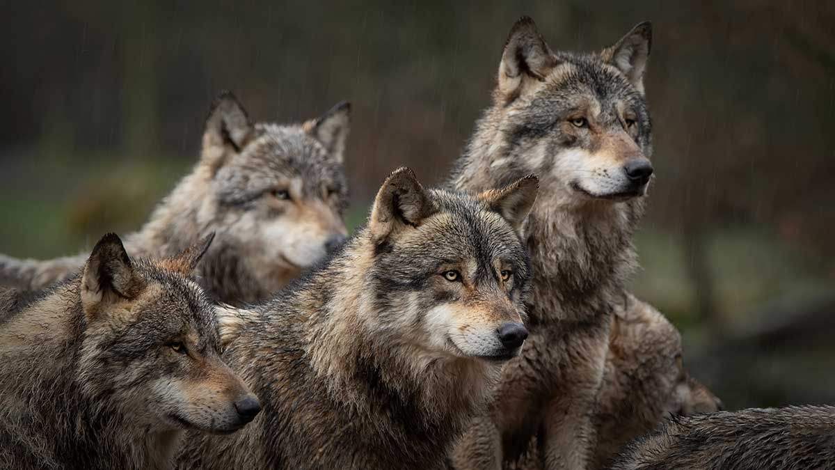 Wolves impact wetlands, have unique hunting abilities, researcher tells Nature Club