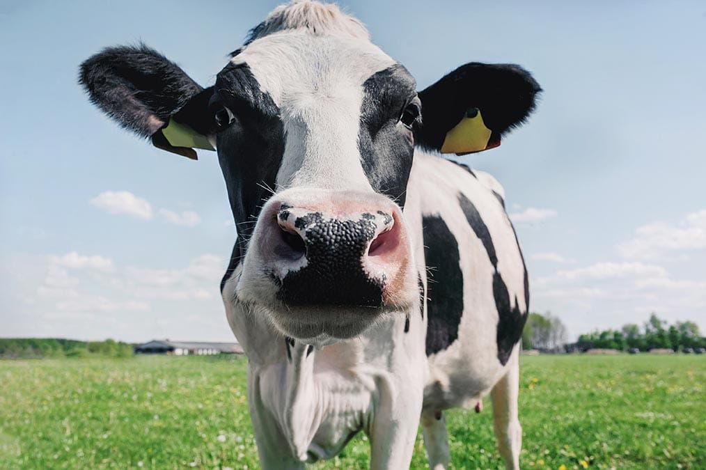 Don’t shoot the producer—dairy  farmers not culprits in rising prices