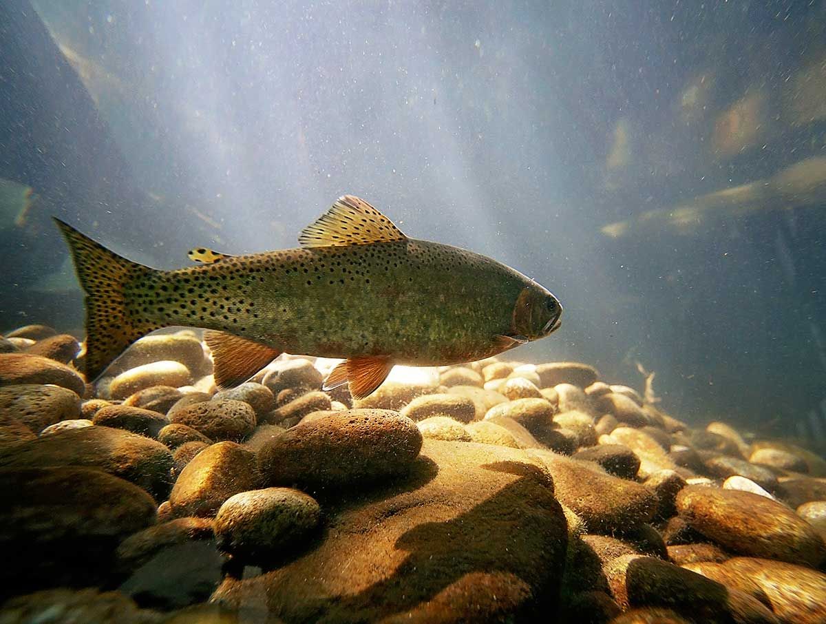 Wiikwemkoong council supports fish stocking