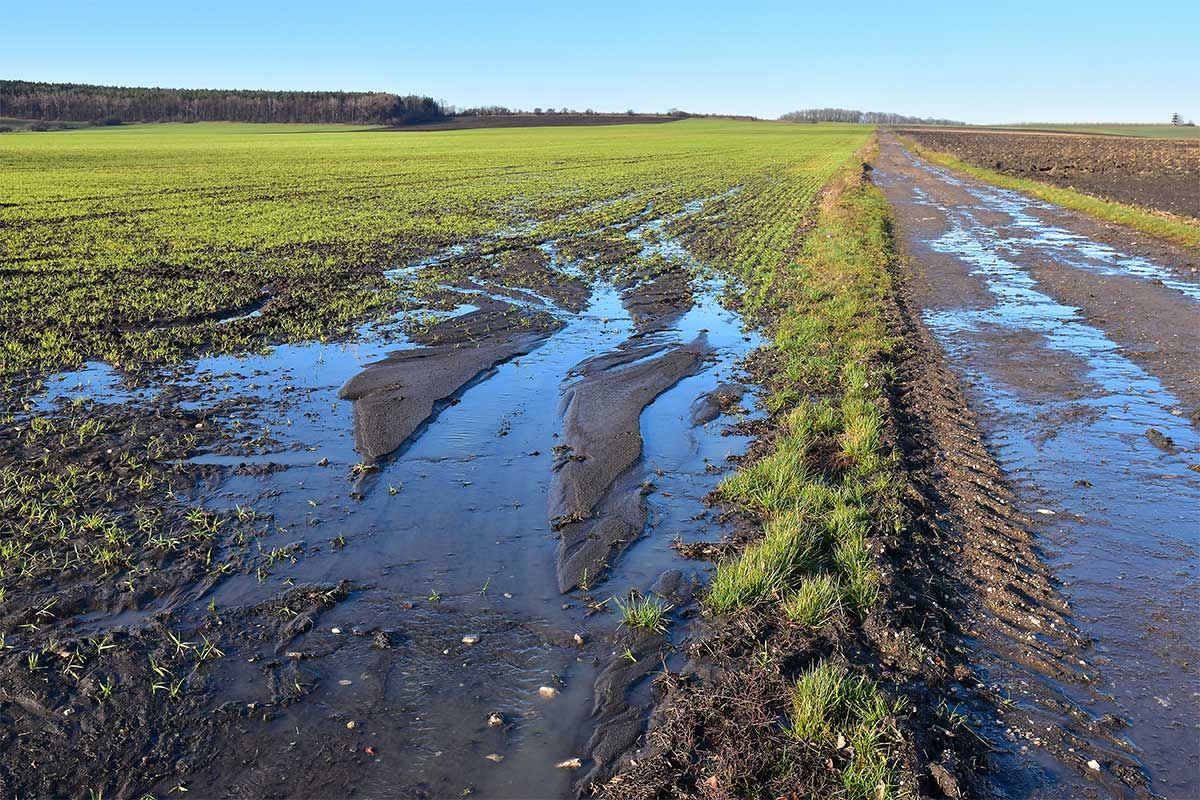 Heavy rainfall hinders Island farmers