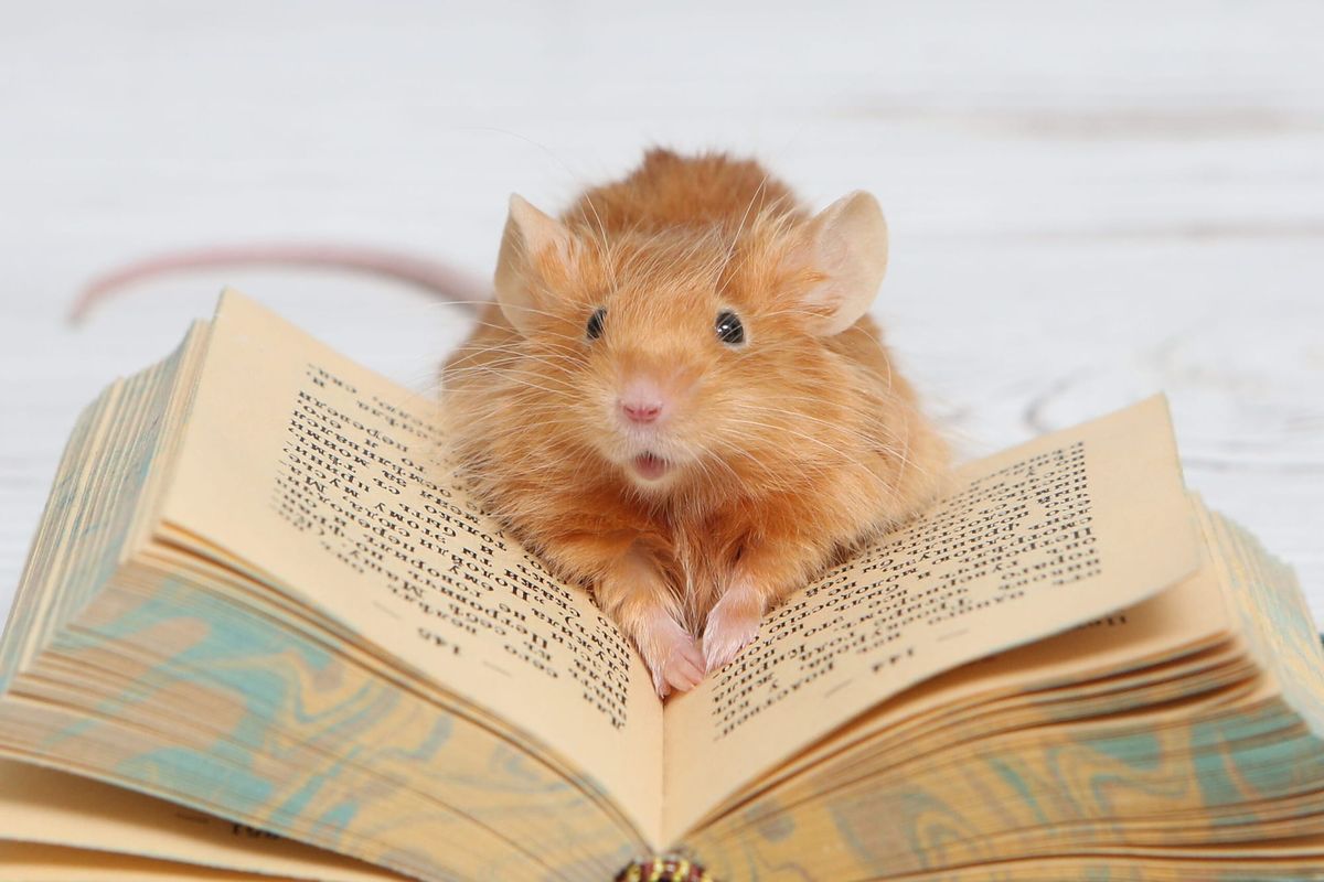 News From The Mindemoya Library Book Mice