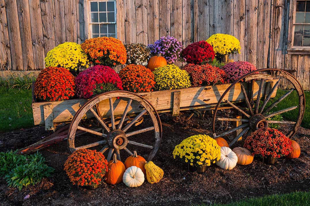 Will your community be named Harvest Glory Days champion for 2019?