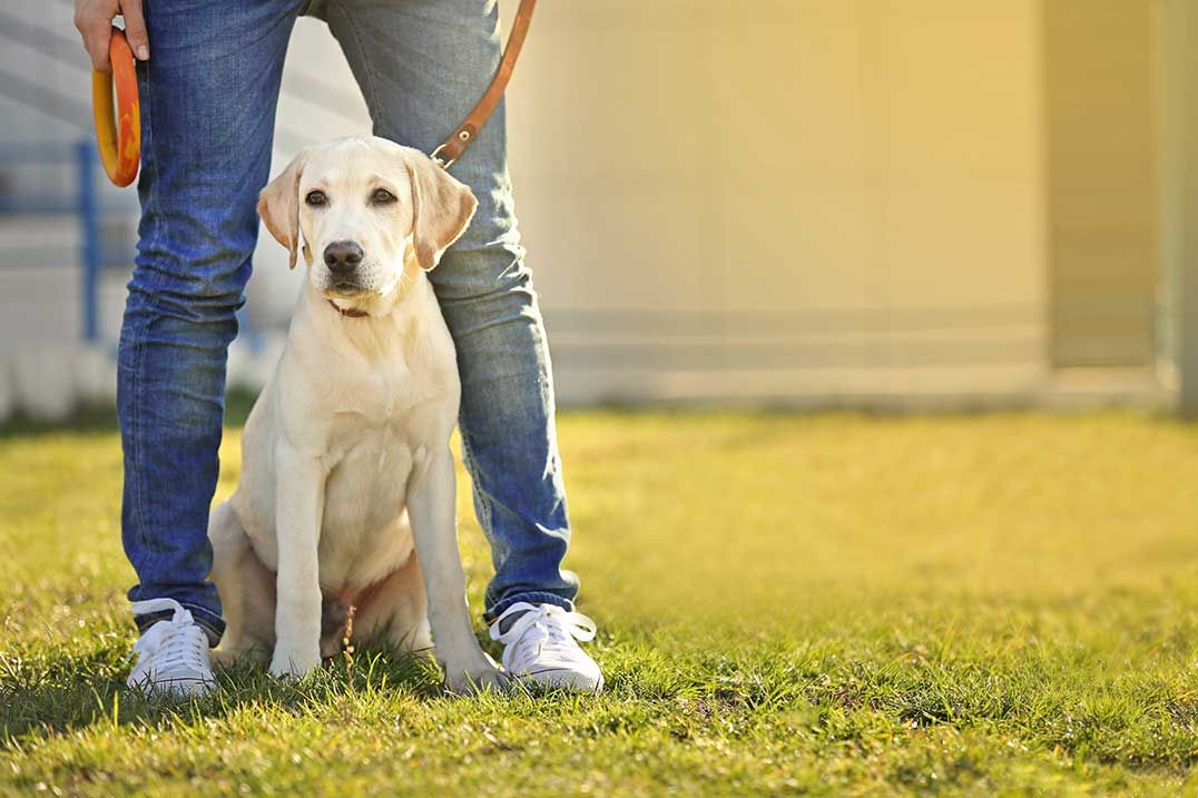 Tehkummah council responds to off-leash dog complaint