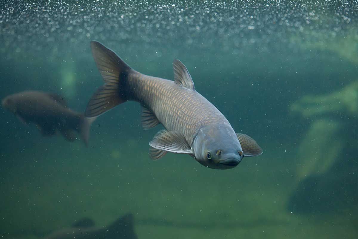 Warming temperatures, increased precipitation could help invasive Asian carp species establish in Great Lakes