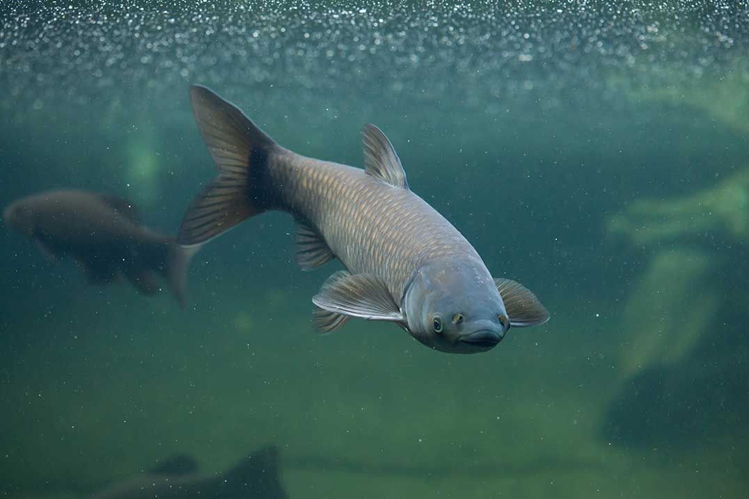 US approves plan to block Asian carp