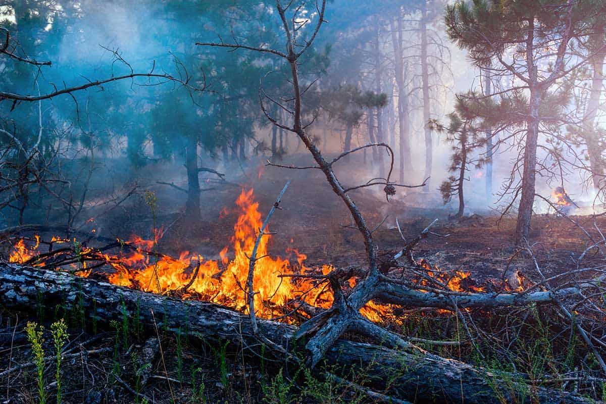 Wildfire season officially closes well below 10-year average