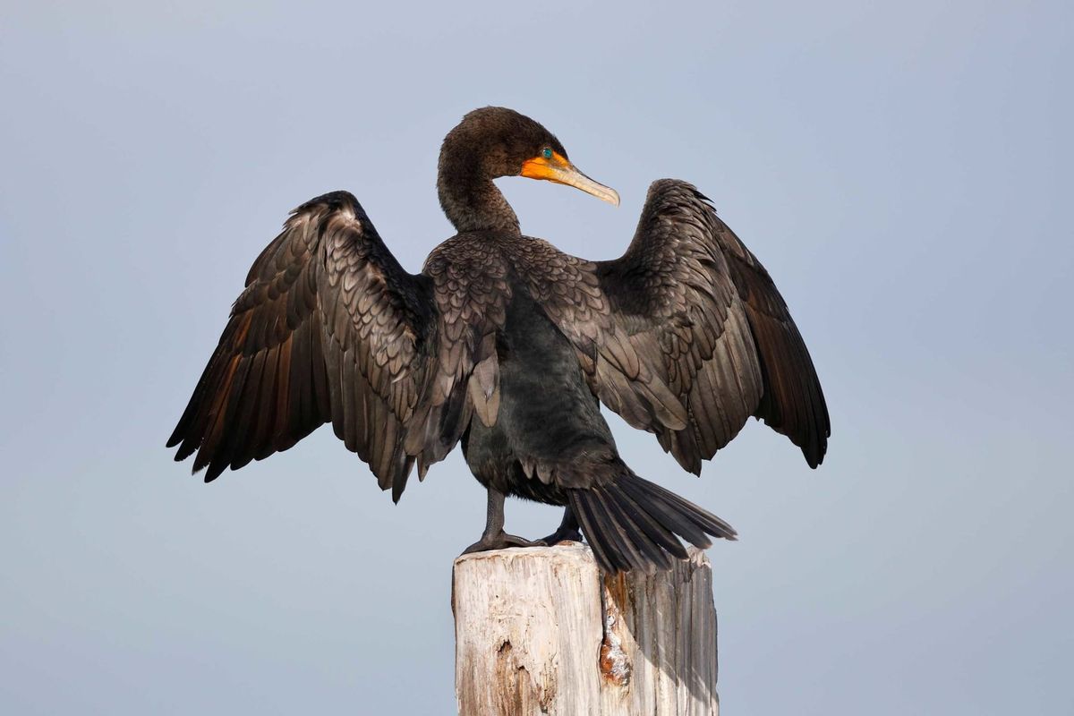 Little local uptake on cormorant hunting season