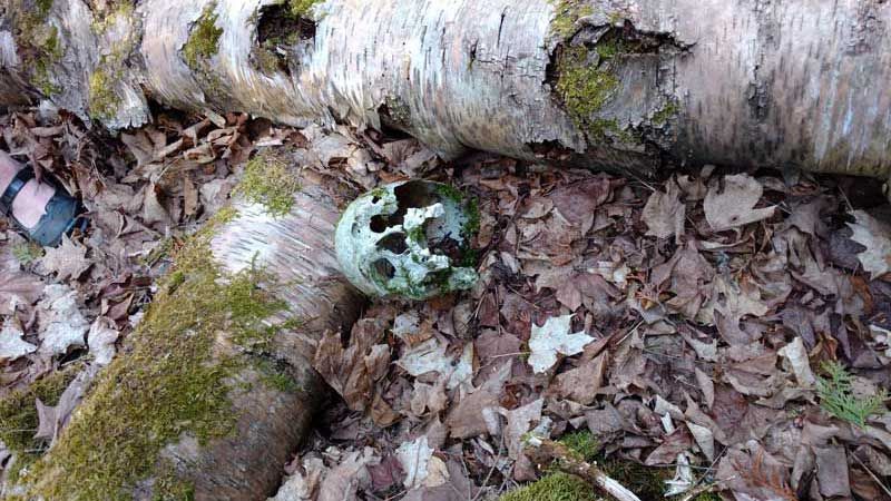 Male human skull found in Mindemoya is 800-years-old