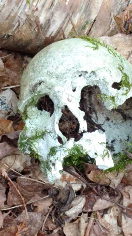 Mindemoya skull remains remain a mystery for now
