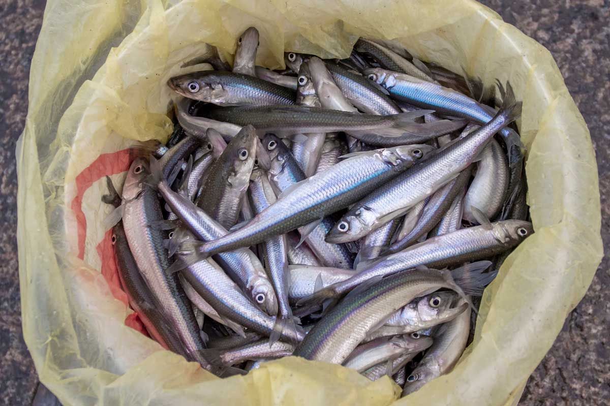 Central Manitoulin supports MMA position to encourage visitors to stay home and curtail the annual smelt fish  in municipalities, First Nations