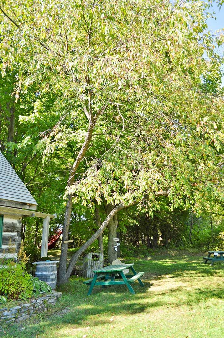 Manitoulin’s Notable Trees: Recording habitat, history and heart