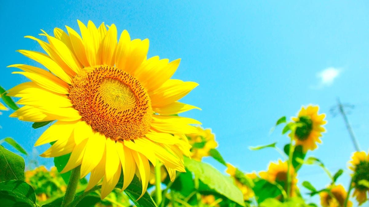 NEMI Community Gardeners encourage  sunflower plantings to mark 10th anniversary