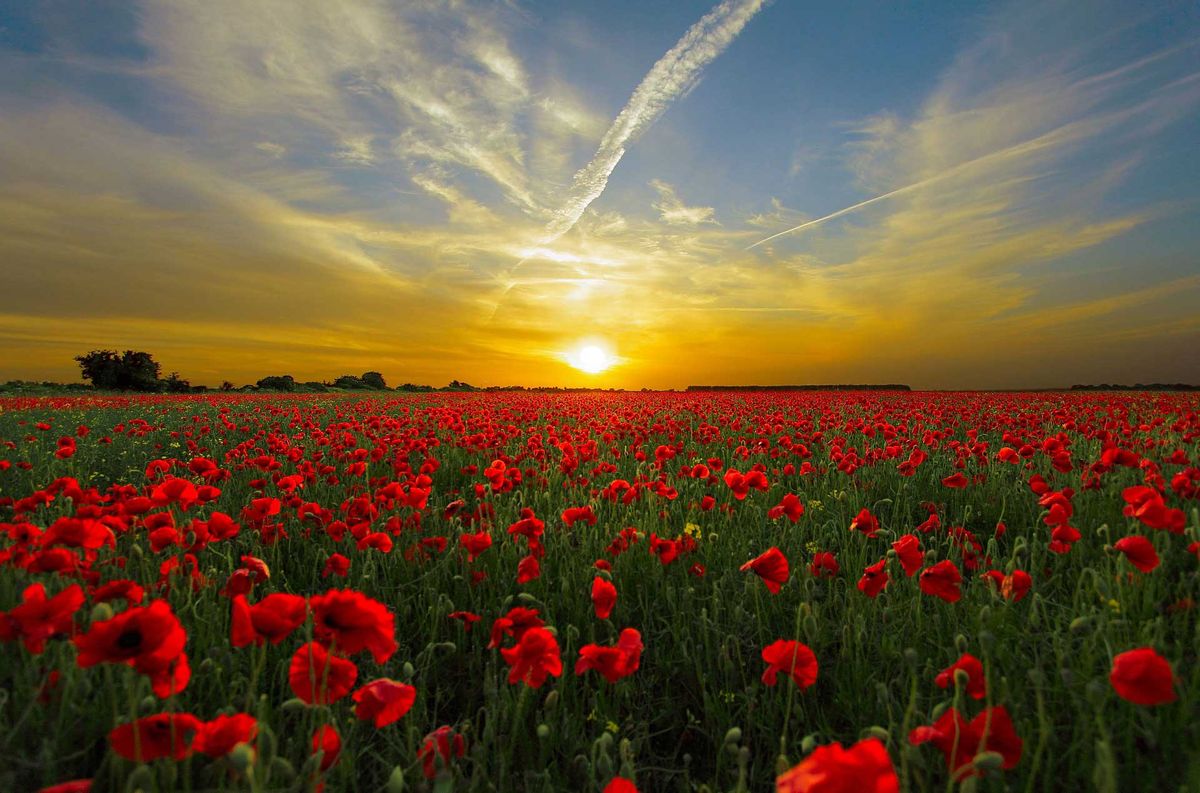 29 year old Man Arrested and Charged in Connection to Recent Poppy Box Thefts
