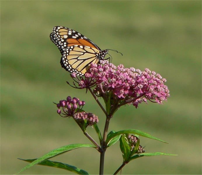 Got milkweed, Canada?