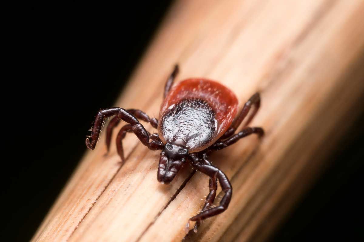 Tick tests positive for Lyme disease