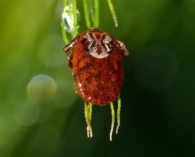 Tick found to be carrying Lyme disease, SDHU confirms