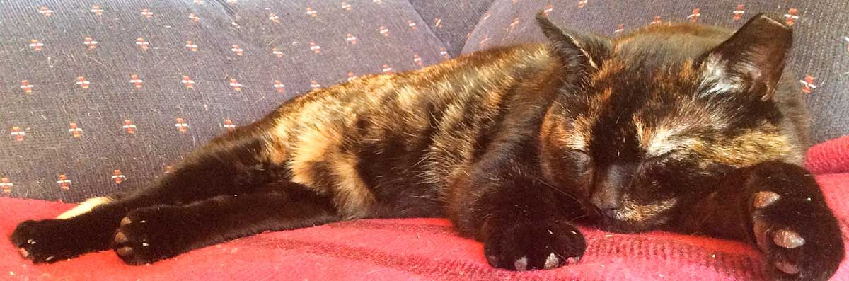 Paws for Thought – Fixation on FIV
