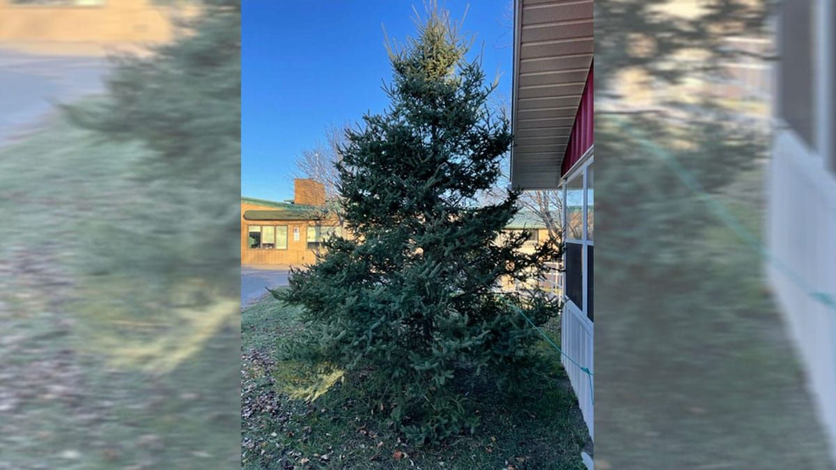 Manor launches 2022 Tree of Lights campaign