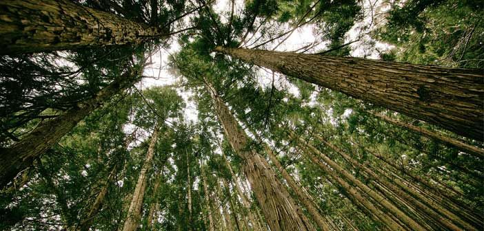 Idle land? Plant trees with new subsidies urges Trees Ontario