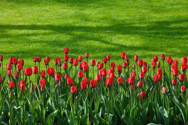 Grow an extra row in your garden this summer and help Manitoulin families in need