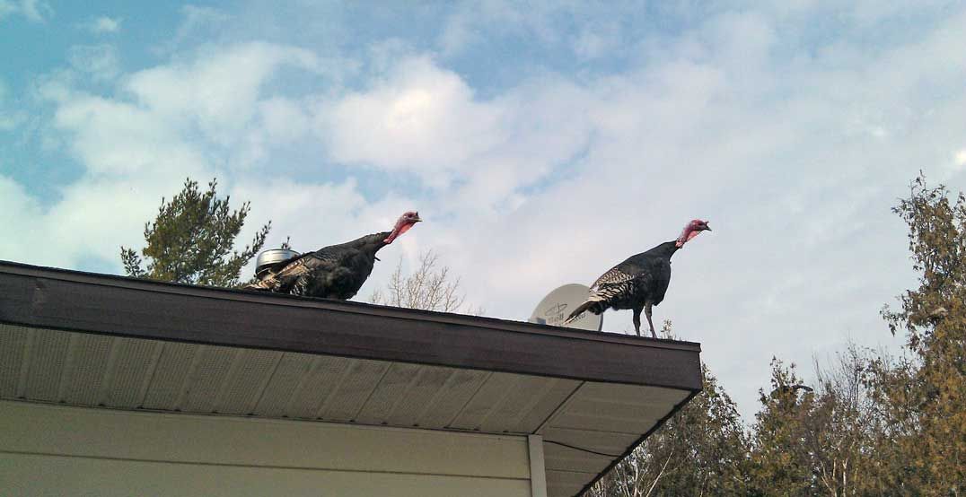 Kagawong turkeys deemed to be wild and not domestic