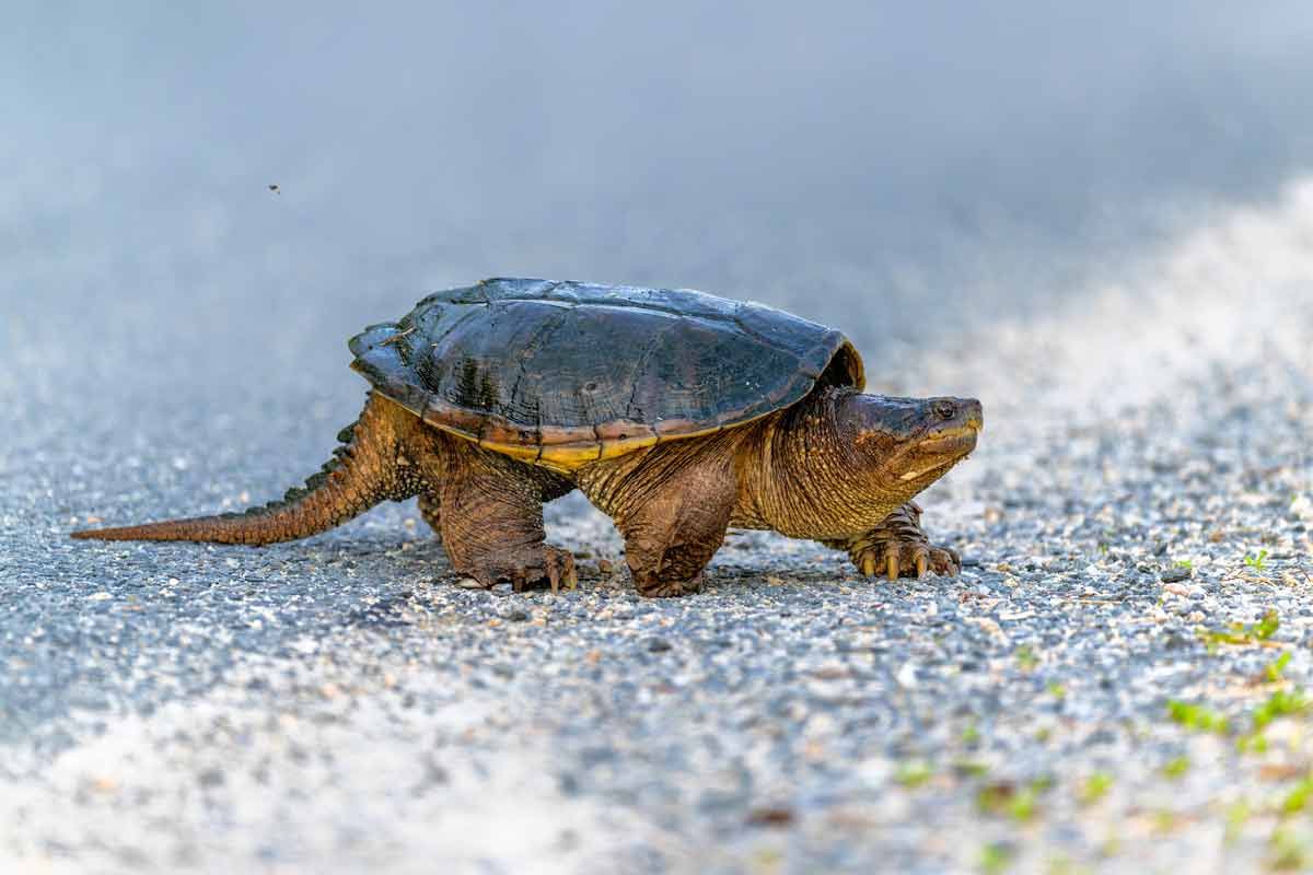 Friends of Manitoulin Turtles calls on public to report turtle sightings