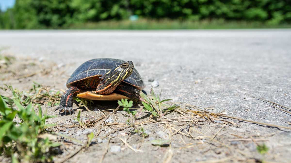 Assiginack Township seeks turtle crossing protection from the Ministry of Transportation