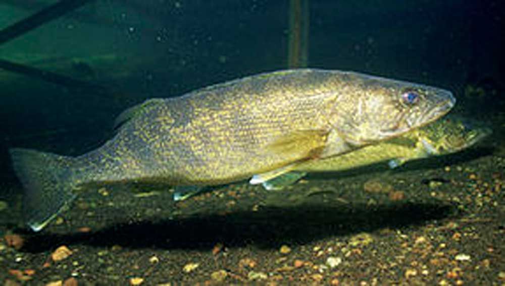 Walleye being raised in Gore Bay hatchery