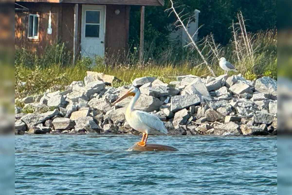 White pelican spotted in South Baymouth