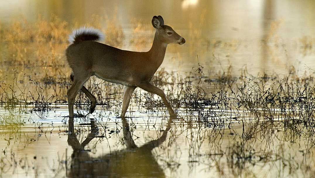 More antlerless tags available on Island
