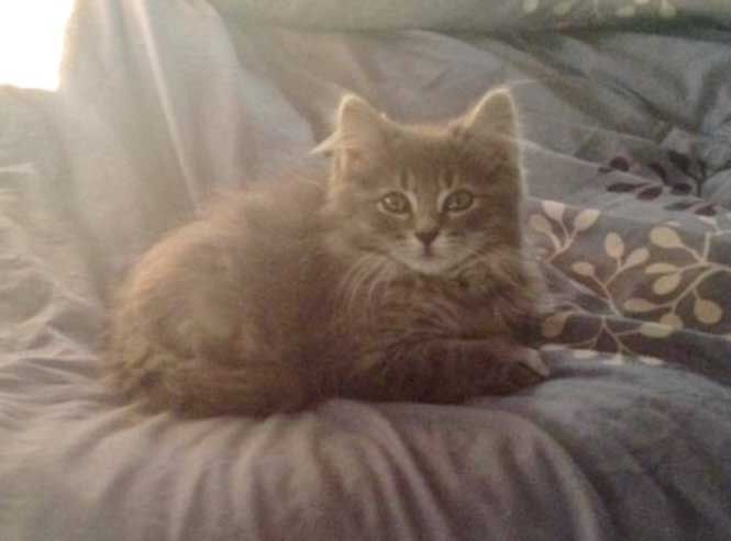 Will is looking for his forever home
