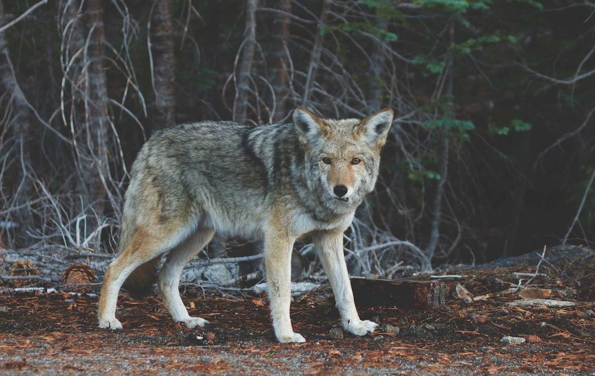 Township to establish compensation predator program for livestock kills