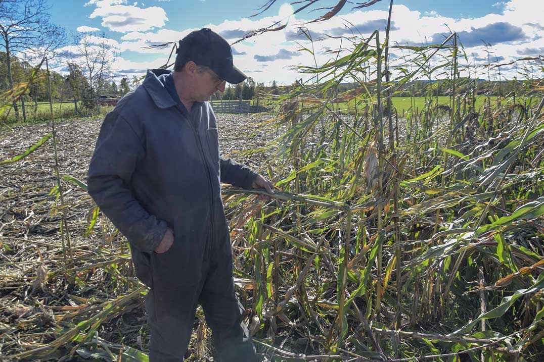 Local farmers’ crops under siege by wildlife