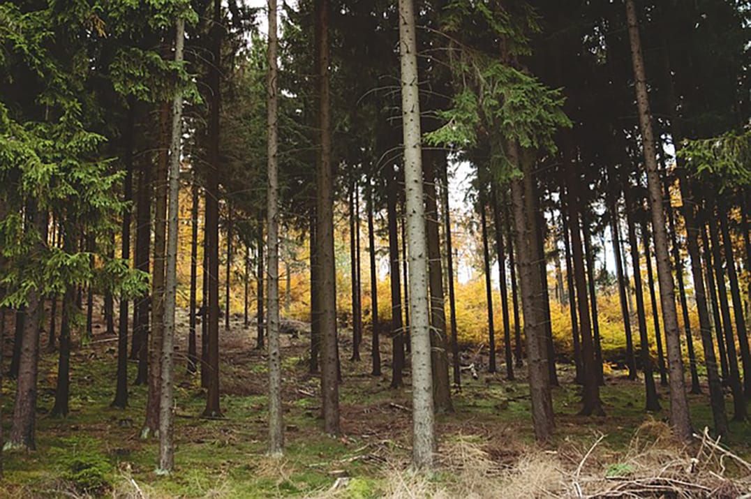 Central seeks archaeologist to mitigate part of Wagg’s Woods