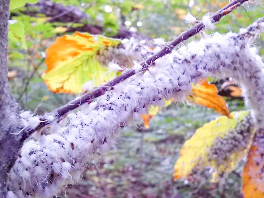 Woolly aphids cause fuzzy infestation in Assiginack