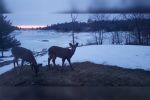 Island deer population fared well despite harsh winter weather conditions