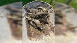 Mass bass die-off in Lake Kagawong cause for concern