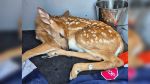 Distressed Fawn on the Mend After Highway Rescue by Manitoulin OPP