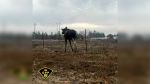 Manitoulin OPP rescue moose trapped along HWY 6
