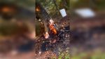 Jacko family cited for spotting wildfire, stopping spread