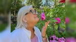 Famous Canadian rose bush grows on Manitoulin Island