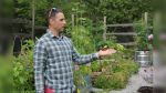 Federal team studies Manitoulin Monarchs