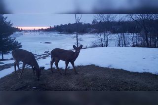 Island deer population fared well despite harsh winter weather conditions