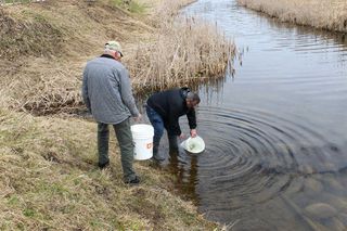 Chinook salmon stocked with help of Gore Bay students