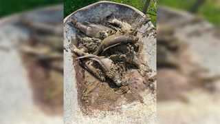 Mass bass die-off in Lake Kagawong cause for concern